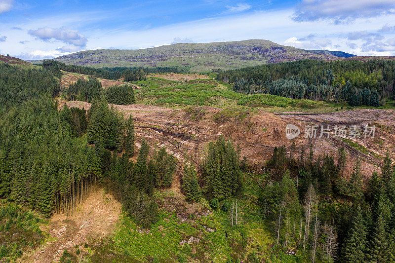 The view from a drone of an area of pine forest with recently felled trees
